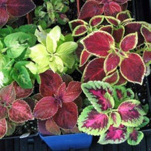 Kong Seeds (Rose coleus) for a bright addition to the indoor pots