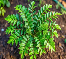 Green Curry Leaf Plnat Seeds for a fragrant addition to the herb patch