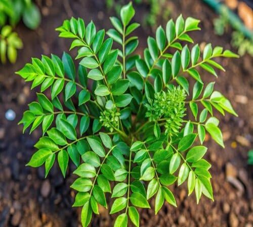 Green Curry Leaf Plnat Seeds for a fragrant addition to the herb patch