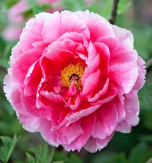 Peony Seeds (Paeonia lactiflora) for seasonal color across the backyard garden beds