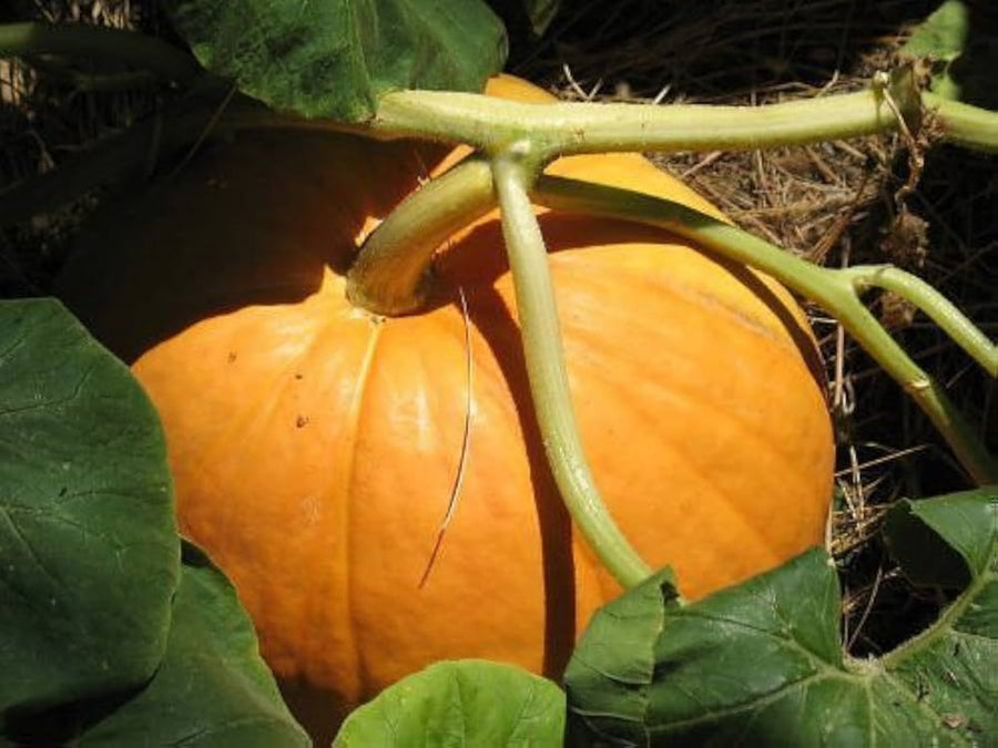 Giant Pumpkin Cucurbita maxima for vegetable gardens