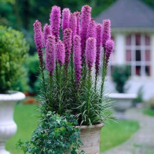 Blazing Star Seeds (Liatris spicata) for growers filling out the Flower Beds