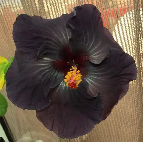 Hibiscus Flower Clear Easy Grow Plant - for planting in home garden