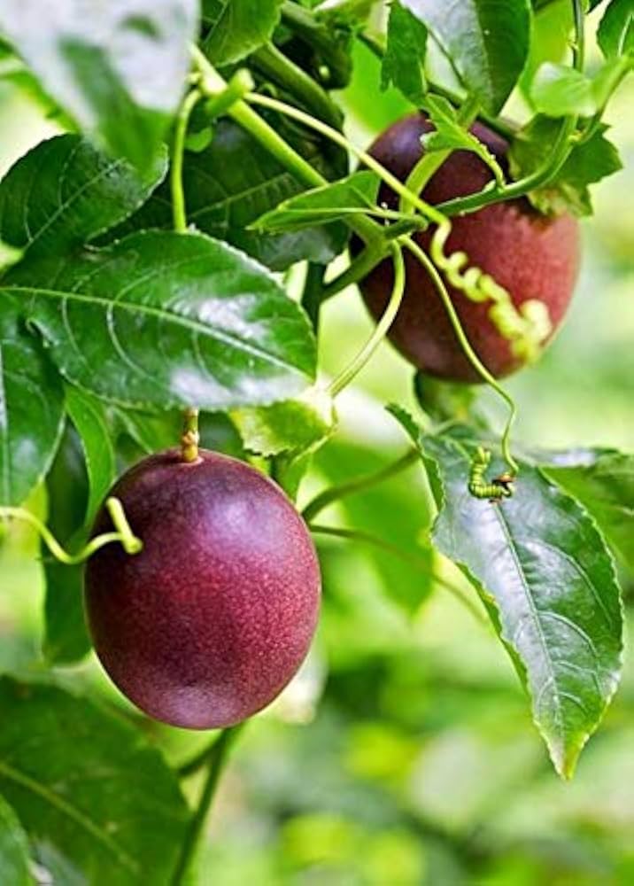 Purple Passion Fruit Seeds for Sweet, Tangy Garden Vines
