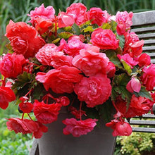 Peach Cream Begonia Seeds (Begonia tuberhybrida) for sweet homegrown fruit in the indoor pots