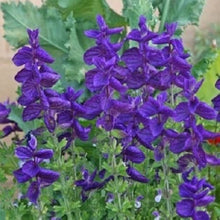 Blue Salvia "Blue Monday" Seeds for growers filling out the Garden