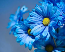 Blue Daisy Hardy Ornamental Seeds for a bright addition to the Garden