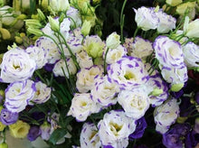 Lisianthus Eustoma Grandiflorum Seeds for a bright addition to the Home Cut Flower Beds