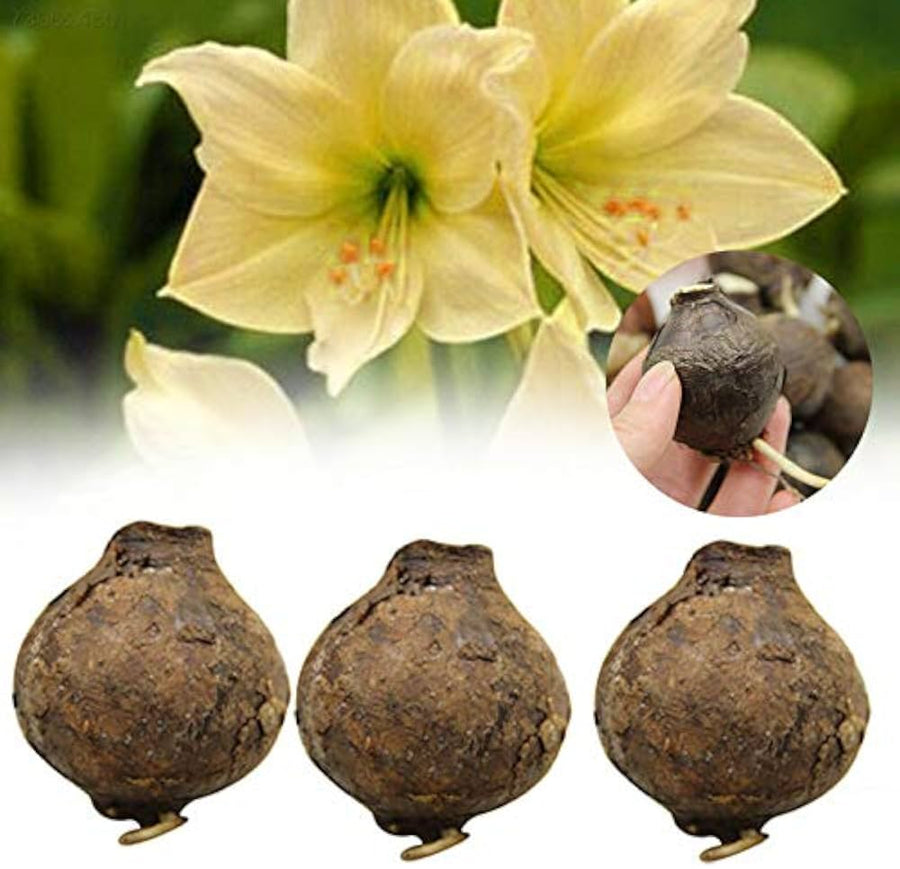 Yellow Sunrise Amaryllis bulb seeds for garden