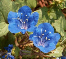 California Blue Bell Endymion Seeds for reliable seasonal color