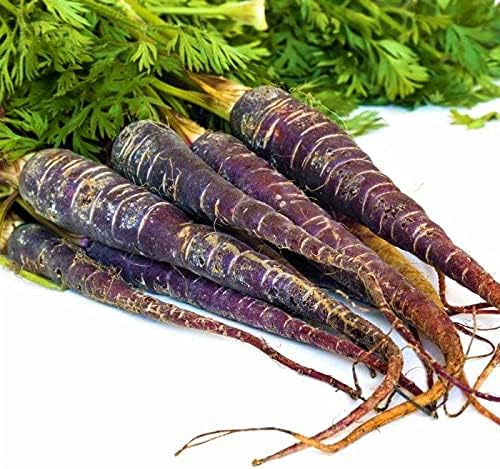 Carrot Harvest for planting in home garden.