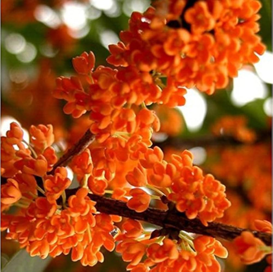 Light orange fragrans flower seeds