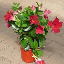 Mandevilla Sanderi Seeds for a lasting display in the White Garden