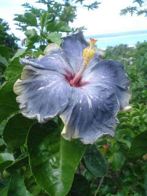 Blue Heart Lily Plant - for planting in home garden