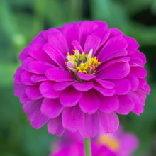 Zinnia Purple Prince Seeds (Zinnia elegans) for a bright addition to the backyard garden and planting