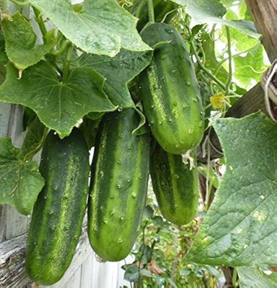Persian (Beit Alpha Cucumber Seeds – Crisp and Sweet, Perfect for Snacking, Non-GMO) for planting in garden