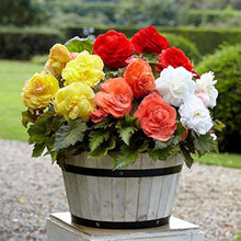 Salmon double begonia ��������� Begonia tuberosa ��������� for planting in flower bed container