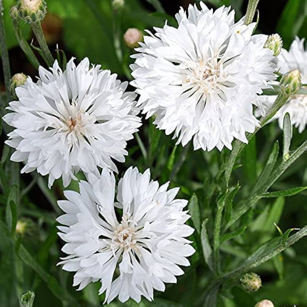 Mixed Bachelor Button ��������� Centaurea cyanus ��������� for planting in home garden