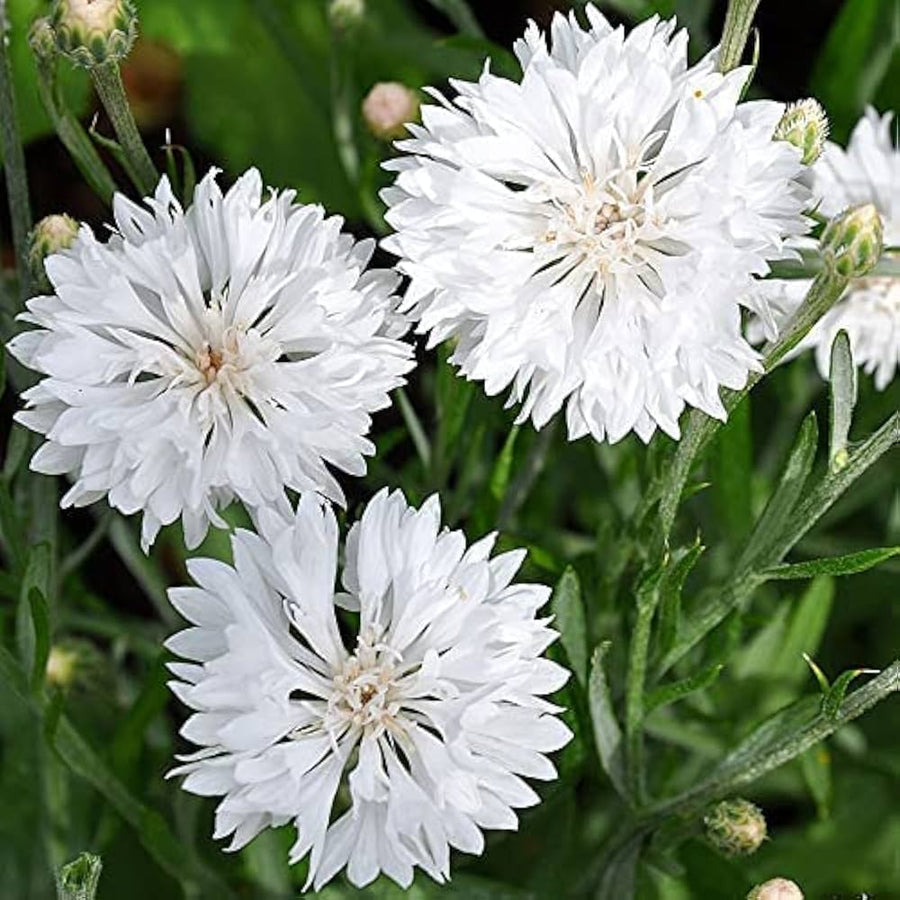 Mixed Bachelor Button ��������� Centaurea cyanus ��������� for planting in home garden