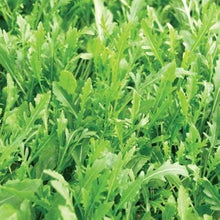 Racco (Vegetable Seed Disks – Easy-Grow Mixed Greens for Small Spaces) for planting in garden