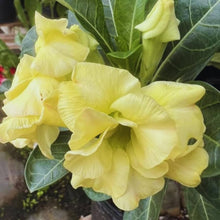 Desert Rose Adenium Obesum Seeds for a colorful addition to any planting