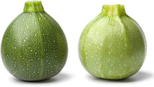 Summer Squash Seeds (Cucurbita pepo) for growers stocking a kitchen garden