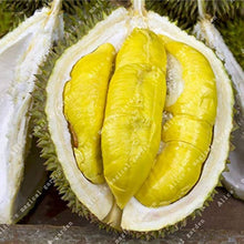 Durian King of Fruit seeds