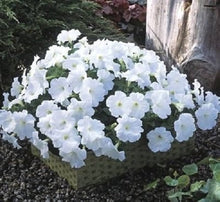 Petunia flower Petunia hybrida Trilogy Salmon Morn pelleted seeds for planting in hanging baskets or patio containers