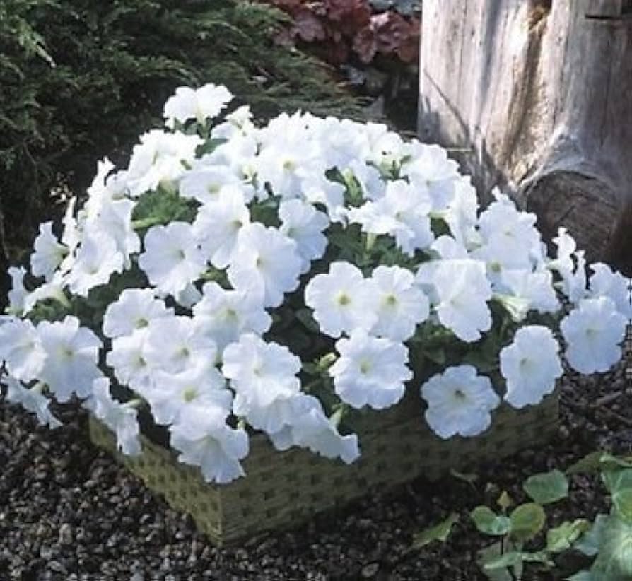 Petunia flower Petunia hybrida Trilogy Salmon Morn pelleted seeds for planting in hanging baskets or patio containers
