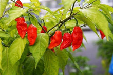 Yellow - Gourmet for planting in home garden