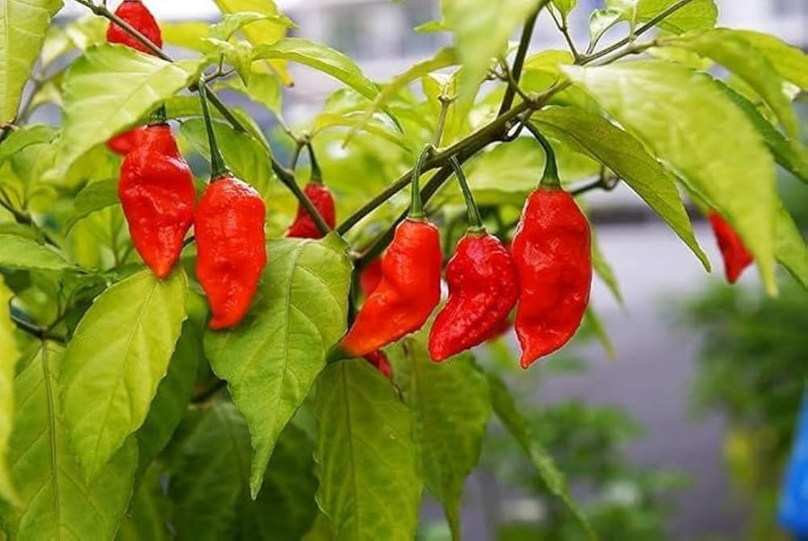 Yellow - Gourmet for planting in home garden