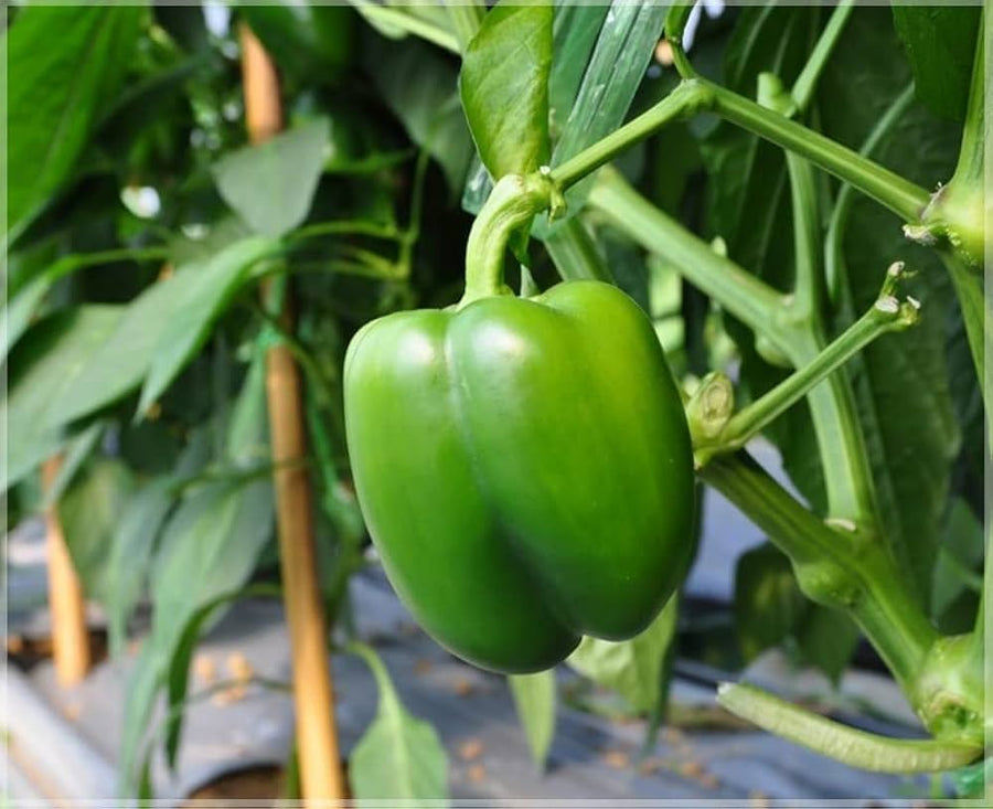 Pepper Capsicum Annuum Seeds for planting in spice corner