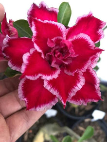 Desert Rose Seeds (Adenium obesum) for a bright addition to the Indoor Garden & Desert Garden