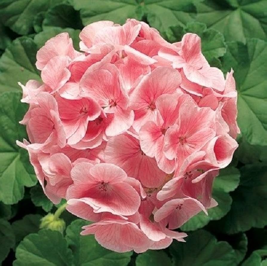 Light Salmon Geranium Pelargonium x hortorum Zonal Ringo 2000 flower seeds for indoor planting - for planting in home garden