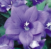 Blue Platycodon Double Balloon Seeds known for unique Puffy Flowers