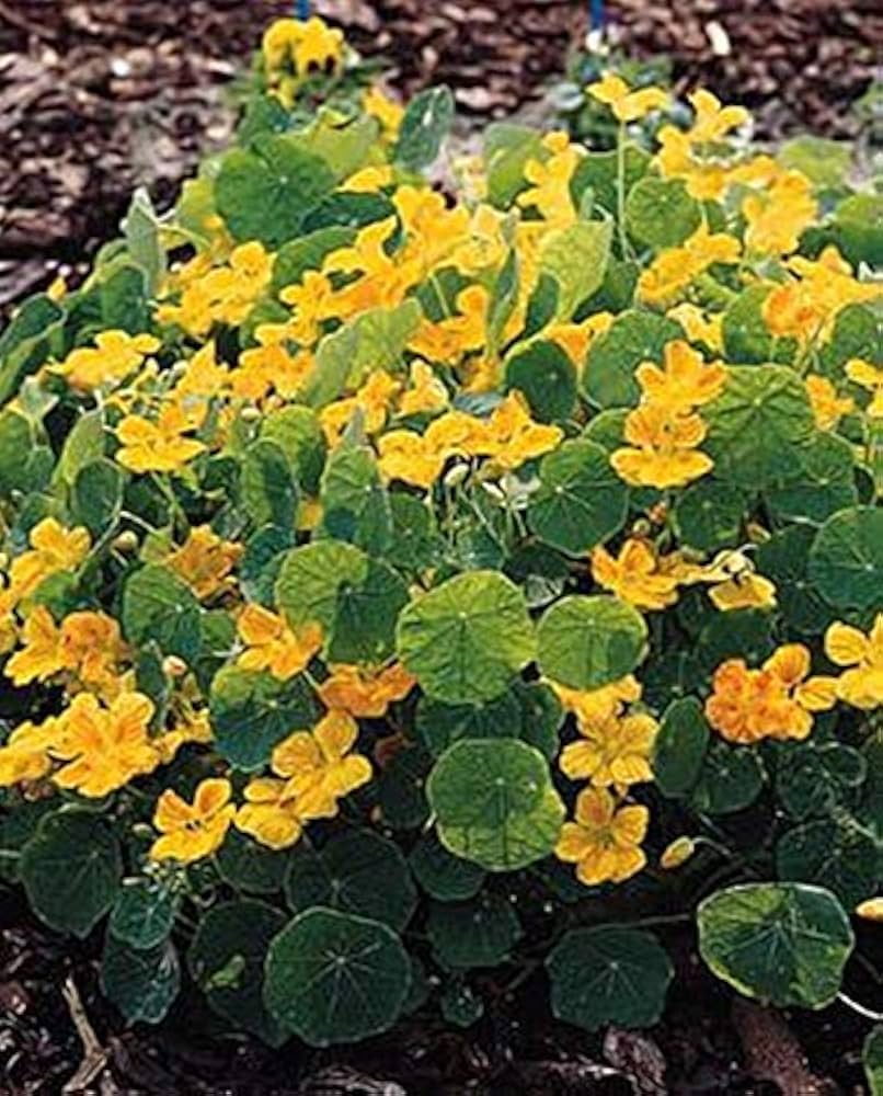 Hirlybird flower seeds annual yellow ribbed variety for planting in backyard flower beds or balcony pots