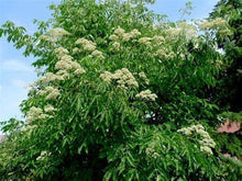 Evodia Danielli Tree Seeds (Evodia daniellii) for a lasting addition to the Urban Flower Bed