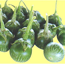 Thai Eggplant Petch Siam Seeds (Solanum melongena) for a fresh homegrown crop from the vegetable patch home garden