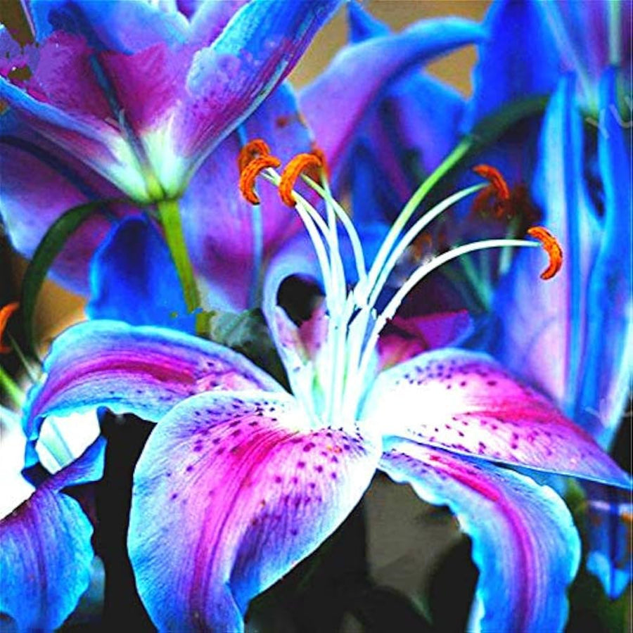 Lily Nymphaea caerulea flower seeds for planting in water gardens or backyard garden landscapes - for planting in home garden