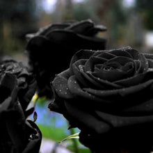 Black Rose Seeds for reliable seasonal color
