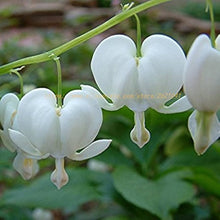 Dicentra Spectabilis Seeds for growers seeking a long-blooming display