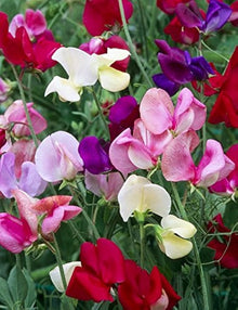 Pea-Vles Seeds for growers stocking a kitchen garden