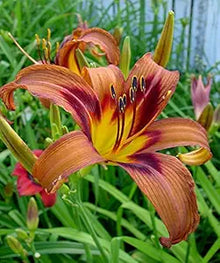 Daylily Hemerocallis Giglio Seeds