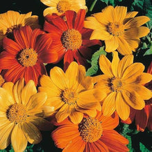 Mexican Sunflower Yellow Seeds for a colorful addition to any planting