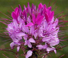 Mauve Spider Seeds (Cleome hassleriana) for a lasting display in the backyard garden beds