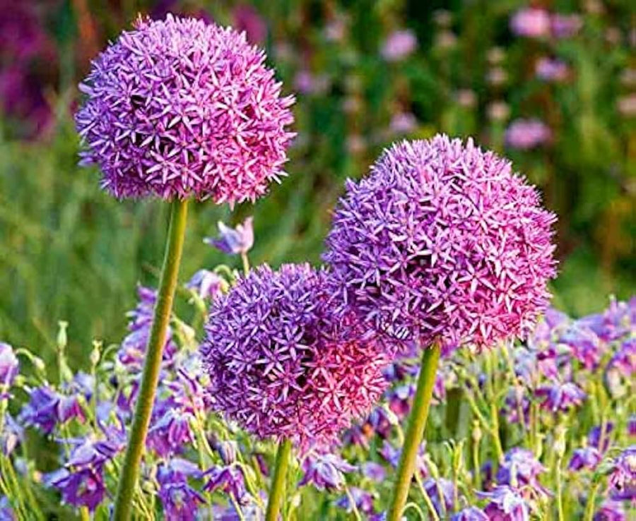 Green giant onion flower seeds for rare allium ornamental garden