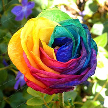 Blooming Rose Multicolor Seeds for gardeners building out beds and borders