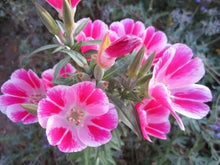 Clarkia Seeds (Clarkia spp.) for seasonal color across the Flower Garden