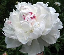 Duchess White Peony Aster Callistephus Seeds for gardeners building out beds and borders