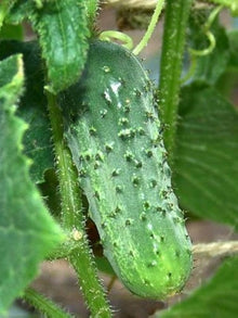 Boston Pickling Cucumber Seeds (Cucumis sativus) for a fresh homegrown crop from the heirloom vegetable patch
